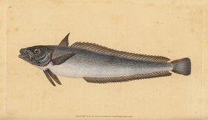 Europäischer Seehecht, Merluccius merluccius. Handkolorierte Kupferstichzeichnung und -gravur von Edward Donovan aus seiner „Natural History of British Fishes“, Donovan und F.C. und J. Rivington, London