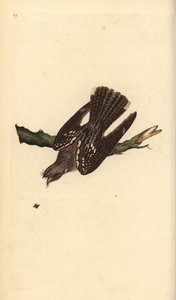 Ziegenmelker, Caprimulgus europaeus. Handkolorierte Kupferstich von Edward Donovan aus seiner Natural History of British Birds, London von Edward Donovan