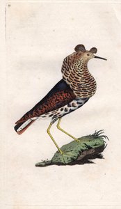 Kampfläufer, Philomachus pugnax. Kupferstich von Edward Donovan, veröffentlicht in Histoire naturelle des oiseaux britanniques, London von Edward Donovan