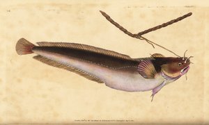 Fünfbärtiger Dorsch, Ciliata mustela (Fünfbärtiger Kabeljau, Gadus mustela)