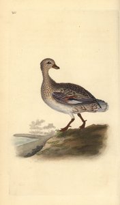 Schnatterente (weiblich), Anas strepera. Handkolorierter Kupferstich gezeichnet und gestochen von Edward Donovan aus seinem eigenen „Natural History of British Birds“, London