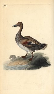 Schnatterente (männlich), Anas strepera. Handkolorierte Kupferstichzeichnung und -gravur von Edward Donovan aus seiner „Natural History of British Birds“, London