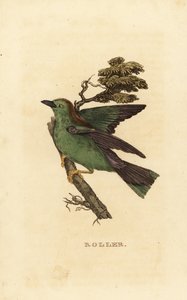 Garrulus-Roller oder Europäischer Roller, Coracias garrulus von Edward Donovan