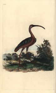 Brauner Sichler, Plegadis falcinellus. Handkolorierter Kupferstich von Edward Donovan aus seiner eigenen „Natural History of British Birds“, London von Edward Donovan