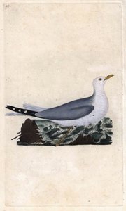 Möwe. Larus canus. Kupferstich von Edward Donovan, veröffentlicht in Histoire naturelle des oiseaux britanniques, London