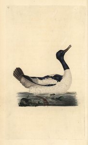 Gänsesäger, Mergus merganser. Handkolorierte Kupferstichzeichnung und -gravur von Edward Donovan aus seiner Natural History of British Birds, London von Edward Donovan