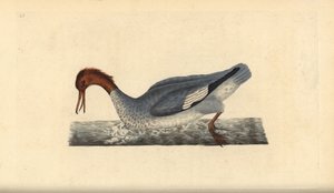 Gänsesäger, Weibchen (Mergus merganser). Handkolorierter Kupferstich von Edward Donovan aus seinem Werk „Natural History of British Birds“, London von Edward Donovan