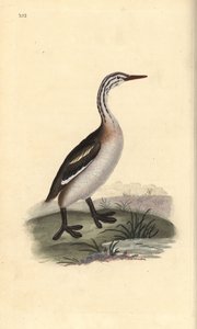 Haubentaucher, Podiceps cristatus. Handkolorierte Kupferplatte gezeichnet und graviert von Edward Donovan aus seiner eigenen „Natural History of British Birds,“ London von Edward Donovan