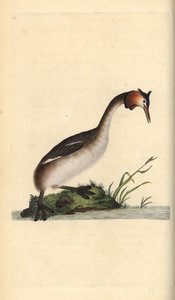 Haubentaucher, Podiceps cristatus. Handkolorierter Kupferstich von Edward Donovan aus seiner eigenen „Natural History of British Birds“, London von Edward Donovan
