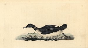 Eistaucher, Gavia immer. Handkolorierter Kupferstich von Edward Donovan aus seiner eigenen „Natural History of British Birds“, London von Edward Donovan