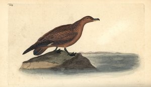 Große Raubmöwe, Stercorarius skua. Handkolorierte Kupferstichzeichnung und -gravur von Edward Donovan aus seiner Natural History of British Birds, London