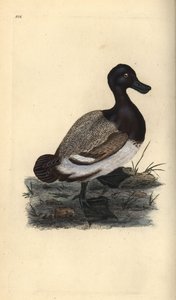 Bergente, Aythya marila. Handkolorierte Kupferplatte gezeichnet und graviert von Edward Donovan aus seiner eigenen „Natural History of British Birds,“ London von Edward Donovan