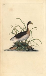 Blässgans, Anser albifrons. Handkolorierte Kupferplatte gezeichnet und graviert von Edward Donovan aus seiner Natural History of British Birds, London