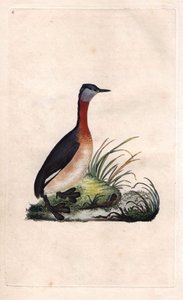 Rothalstaucher. Podiceps grisegena (Podiceps ruficollis). Kupferstich von Edward Donovan (1768-1837), veröffentlicht in Naturgeschichte der britischen Vögel, London von Edward Donovan