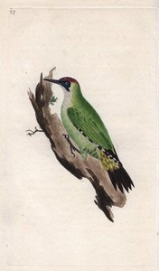 Grünspecht, Picus viridis. Kupferstich von Edward Donovan, veröffentlicht in „Histoire naturelle des oiseaux britanniques“
