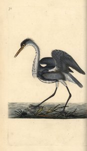 Graureiher, Ardea cinerea. Handkolorierte Kupferstichzeichnung und -gravur von Edward Donovan aus seiner Natural History of British Birds, London