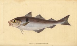 Schellfisch, Melanogrammus aeglefinus (Gadus aeglefinus). Gefährdet. Handkolorierte Kupferstichzeichnung und -gravur von Edward Donovan aus seiner Natural History of British Fishes, Donovan und F.C. und J. Rivington, London von Edward Donovan