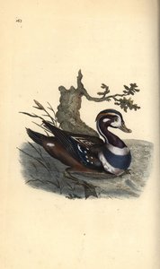 Kragenente, Histrionicus histrionicus. Handkolorierte Kupferplatte von Edward Donovan aus seinem eigenen „Natural History of British Birds“ von Edward Donovan