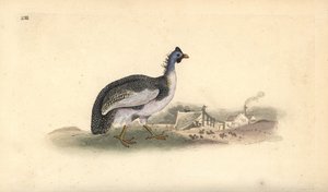 Helmperlhuhn, Numida meleagris. Handkolorierte Kupferstichzeichnung und -gravur von Edward Donovan aus seiner Natural History of British Birds, London von Edward Donovan