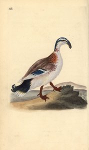Haken-Schnabelente, Anas platyrhynchos. Handkolorierte Kupferplatte gezeichnet und graviert von Edward Donovan aus seiner eigenen „Natural History of British Birds,“ London