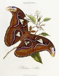 Lepidoptera: Phaloena Atlas, 1798-1799 von Edward Donovan