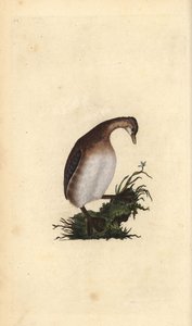 Zwergtaucher, Tachybaptus ruficollis. Handkolorierte Kupferplatte gezeichnet und graviert von Edward Donovan aus seiner Natural History of British Birds, London von Edward Donovan