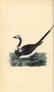 Eisente, Clangula hyemalis. Handkolorierte Kupferplatte von Edward Donovan aus seinem eigenen „Natural History of British Birds“ von Edward Donovan