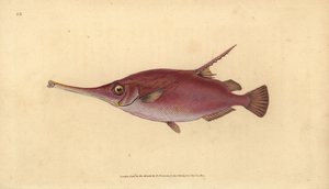 Langstacheliger Schnepfenfisch, Macroramphosus scolopax (Schnepfen- oder Trompetenfisch, Centriscus scolopax). Handkolorierte Kupferplatte gezeichnet und graviert von Edward Donovan aus seiner Natural History of British Fishes, Donovan und F.C. und J. Rivi