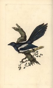 Elster, Pica pica. Handkolorierte Kupferstichzeichnung und -gravur von Edward Donovan aus seiner „Natural History of British Birds“