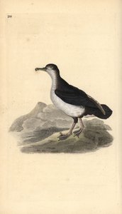 Puffinus puffinus. Handkolorierte Kupferplatte von Edward Donovan aus seinem eigenen „Natural History of British Birds“