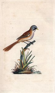 Bartmeise (Sperlingsvogel). Panurus biarmicus (Parus biarmicus). Kupferstich von Edward Donovan (1768-1837), veröffentlicht in Histoire naturelle des oiseaux britanniques, London von Edward Donovan