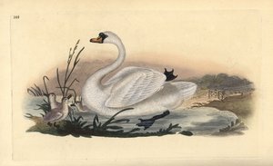 Höckerschwan, Cygnus olor, mit Küken. Handkolorierte Kupferplatte von Edward Donovan aus seinem eigenen „Natural History of British Birds“ von Edward Donovan