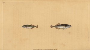 Neunstachliger Stichling, Pungitius pungitius (Kleiner oder zehnstachliger Stichling, Gasterosteus pungitius). Handkolorierte Kupferplatte gezeichnet und graviert von Edward Donovan aus seiner Natural History of British Fishes, Donovan und F.C. und J. Rivi von Edward Donovan