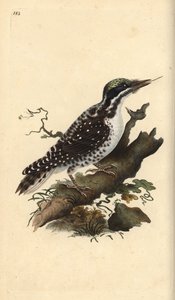 Dreizehenspecht, Picoides tridactylus. Handkolorierte Kupferstich von Edward Donovan aus seiner Natural History of British Birds, London