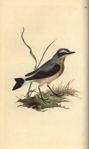Steinschmätzer, Oenanthe oenanthe. Handkolorierter Kupferstich gezeichnet und gestochen von Edward Donovan aus seinem eigenen „Natural History of British Birds“, London