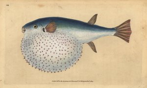 Ozeanischer Kugelfisch, Lagocephalus lagocephalus (Sternenkugelfisch, Tetrodon stellatus). Handkolorierte Kupferstichzeichnung und Gravur von Edward Donovan aus seiner Natural History of British Fishes, Donovan und F.C. und J. Rivington, London von Edward Donovan
