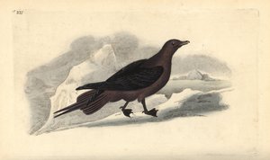 Schmarotzerraubmöwe, Stercorarius parasiticus. Handkolorierte Kupferstichzeichnung und -gravur von Edward Donovan aus seiner Natural History of British Birds, London von Edward Donovan