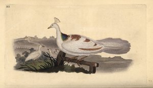 Pfauenfuß, Pavo cristatus, Weibchen mit Jungen. Handkolorierter Kupferstich von Edward Donovan aus seiner eigenen „Natural History of British Birds“, London