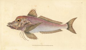 Piper, Trigla lyra. Handkolorierte Kupferstichzeichnung und -gravur von Edward Donovan aus seiner „Natural History of British Fishes“, Donovan und F.C. und J. Rivington, London