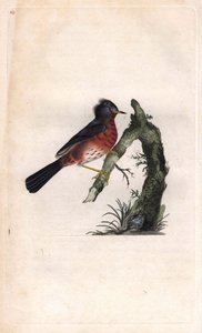 Dartford-Grasmücke. Sylvia undata. Kupferstich von Edward Donovan (1768-1837), veröffentlicht in „Histoire naturelle des oiseaux britanniques“, London von Edward Donovan