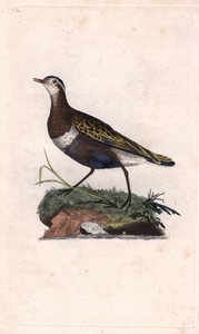 Regenpfeifer. Eudromias morinellus. Kupferstich von Edward Donovan, veröffentlicht in Histoire naturelle des oiseaux britanniques, London von Edward Donovan