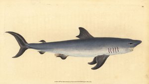 Heringshai, Lamna nasus. Handkolorierter Kupferstich von Edward Donovan aus seiner „Natural History of British Fishes“, Donovan und F.C. und J. Rivington, London von Edward Donovan