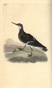 Odinshühnchen, Phalaropus lobatus. Handkolorierter Kupferstich von Edward Donovan aus seiner eigenen „Natural History of British Birds“, London von Edward Donovan