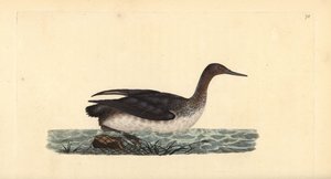 Sterntaucher, Gavia stellata. Handkolorierte Kupferplatte gezeichnet und graviert von Edward Donovan aus seiner eigenen „Natural History of British Birds,“ London von Edward Donovan