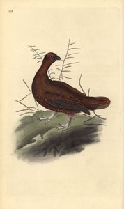 Moorschneehuhn, Lagopus lagopus scotica. Handkolorierte Kupferstich von Edward Donovan aus seiner Natural History of British Birds, London