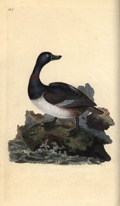 Ringelente (Aythya collaris). Handkolorierter Kupferstich von Edward Donovan aus seinem Werk „Natural History of British Birds“, London