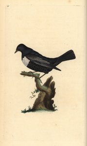 Ringdrossel, Turdus torquatus. Handkolorierte Kupferplatte gezeichnet und graviert von Edward Donovan aus seiner Natural History of British Birds, London von Edward Donovan
