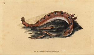 Butterfisch, Pholis gunnellus (Gefleckter Schleimfisch oder Butterfisch, Blennius gunnellus). Handkolorierte Kupferplatte gezeichnet und graviert von Edward Donovan aus seiner Naturgeschichte der britischen Fische, Donovan und F.C. und J. Rivington, London von Edward Donovan