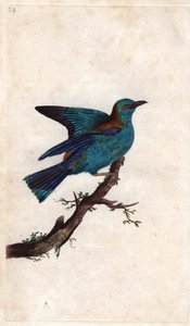 Blauracke. Coracias garrulus (Coracias garrula). Kupferstich von Edward Donovan (1768-1837), veröffentlicht in Histoire naturelle des oiseaux britanniques, London