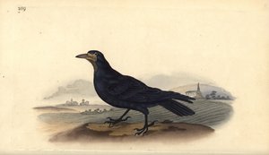 Saatkrähe, Corvus frugilegus. Handkolorierte Kupferstichzeichnung und -gravur von Edward Donovan aus seinem eigenen „Natural History of British Birds“, London von Edward Donovan